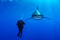 Oceanic Whitetip