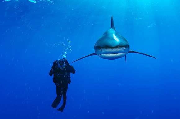Oceanic Whitetip