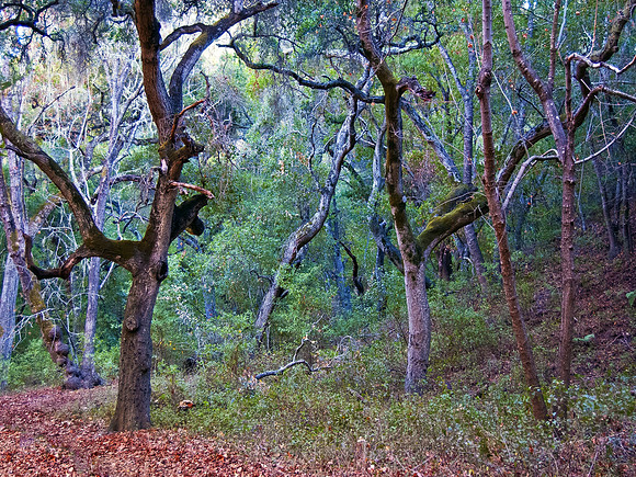 Pinnacles National Park