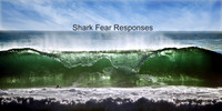 Shark Expert Responses