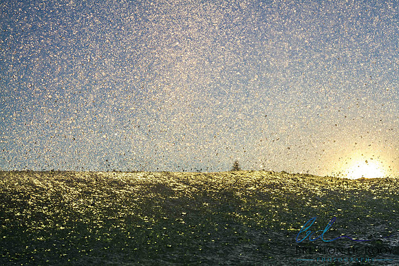 Brenton de Rooy 3 - One-Mile-Beach-Forster-13