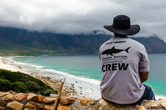allison shark spotter