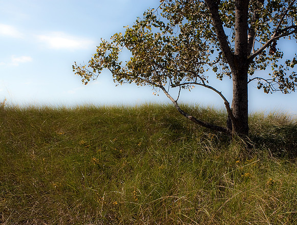 SOLITARY TREE