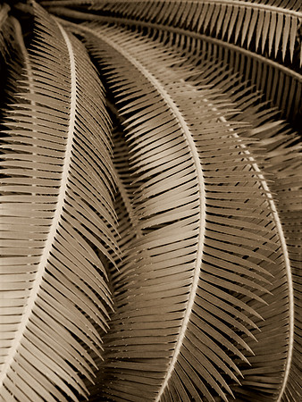 PALM LEAVES