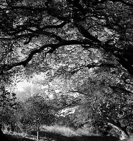 GAVIOTA TRAIL STUDY FOUR B&W