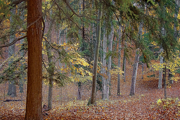 SAUGATUCK WOODS    two    bbb