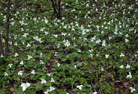 TRILLIUM PACTH