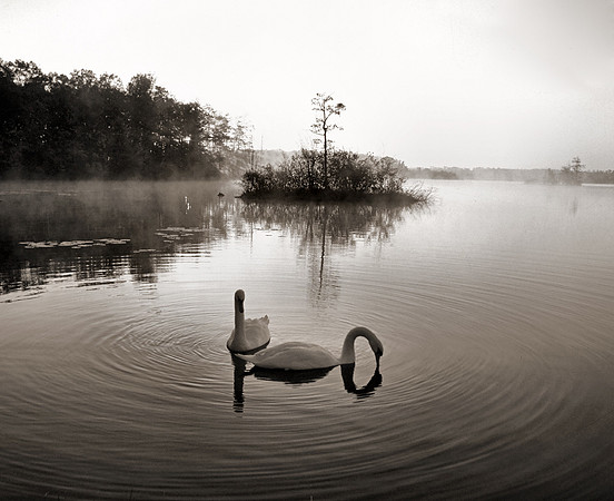 TWO SWANS two