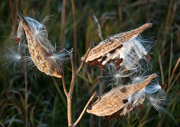 MILKWEED SEEDS