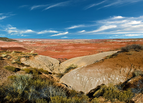 PETRIFIED FOREST STUDY ONE