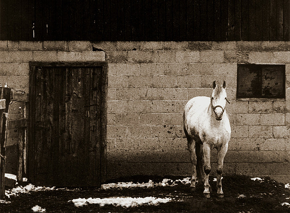 HORSE