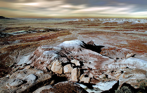 PETRIFIED FOREST FLOOR STUDY NINE