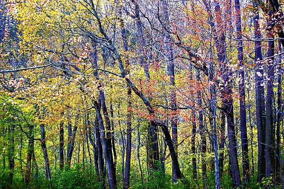 SPRING AT WARREN DUNES   TWO