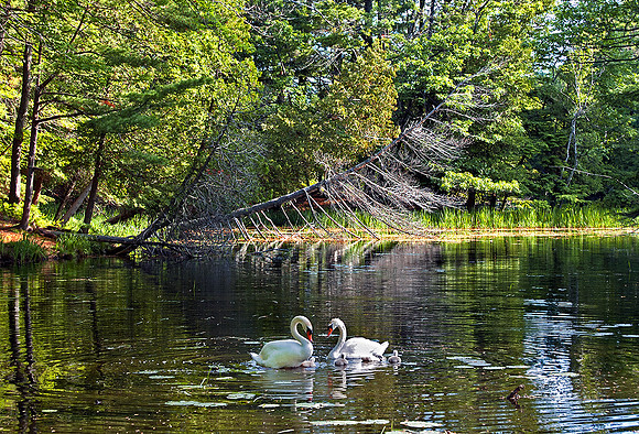 SWANS AT HAMLIN LAKE