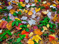 fall