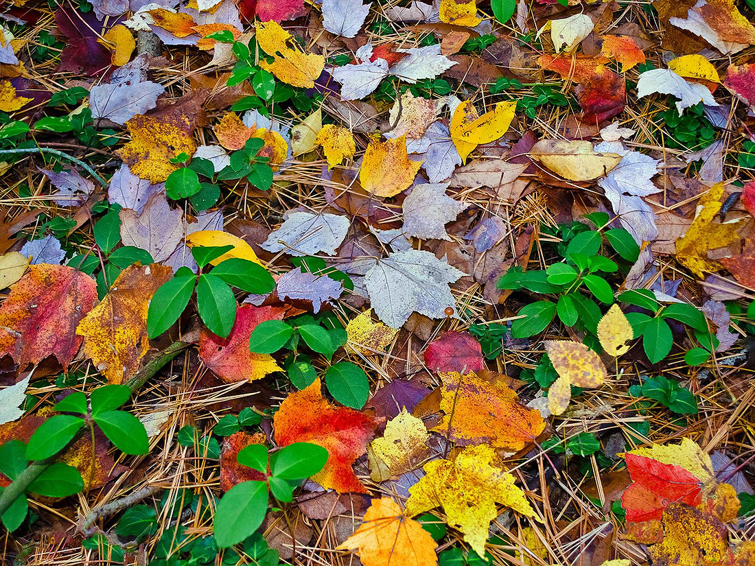 fall
