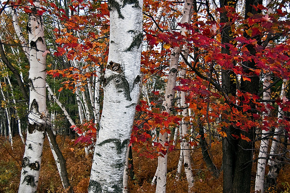 White Birch