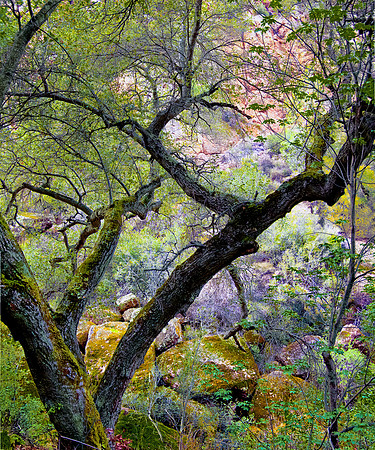 Pinnacles National Park