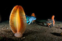Sea Pens