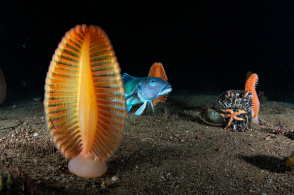 Sea Pens
