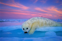 Brian Skerry