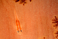 Brian Skerry