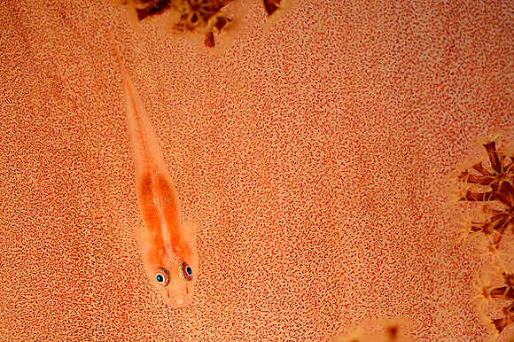 Brian Skerry