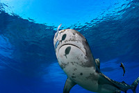 Brian Skerry