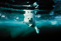 Brian Skerry