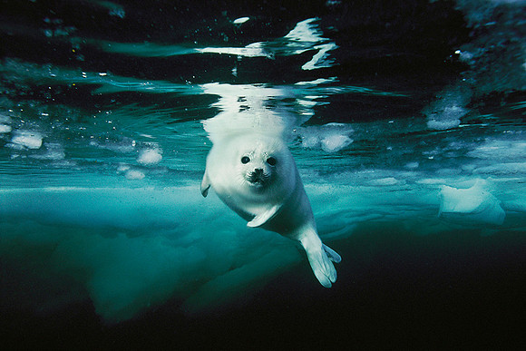 Brian Skerry
