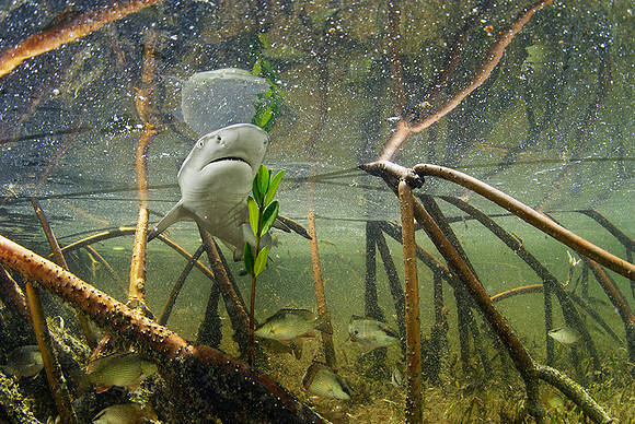 Brian Skerry