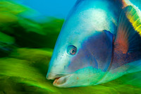 Sandagger Wrasse