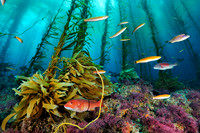 Brian Skerry